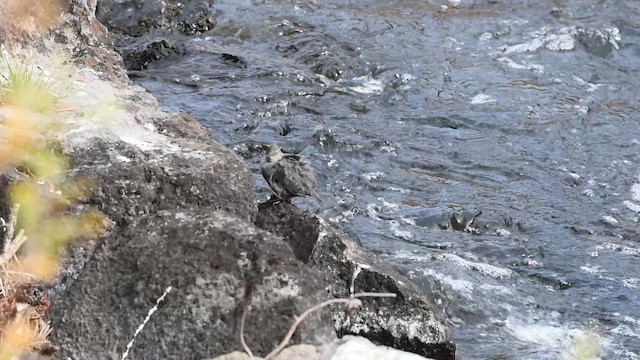 gråfossekall - ML647723665