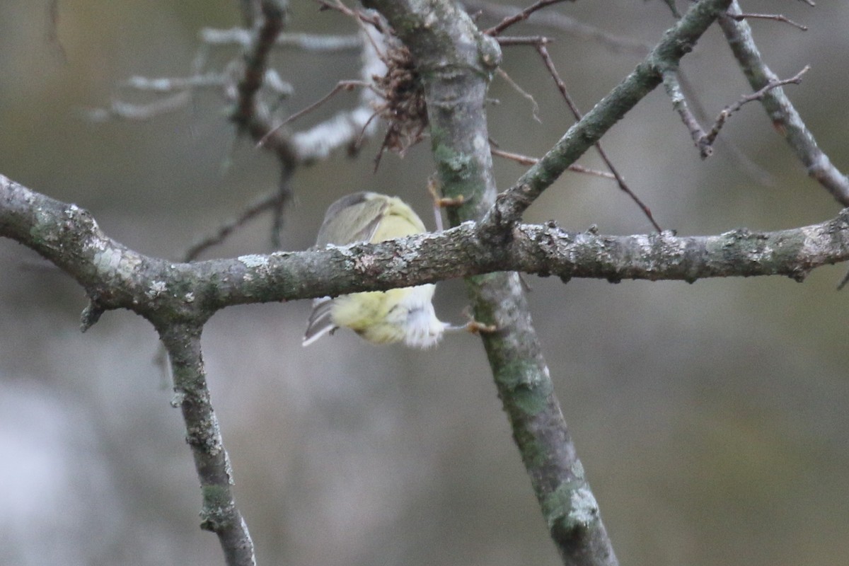 Orangefleck-Waldsänger - ML647723666