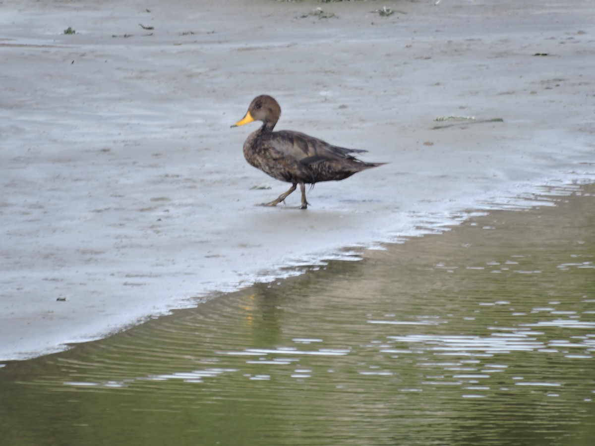 Sarı Gagalı Kılkuyruk - ML647723690