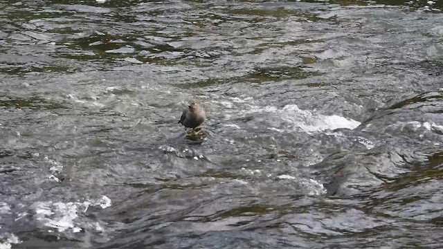 gråfossekall - ML647723699