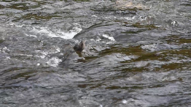 gråfossekall - ML647723700