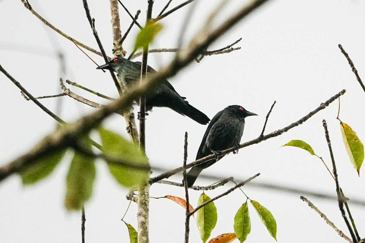 Asian Glossy Starling - ML647723712