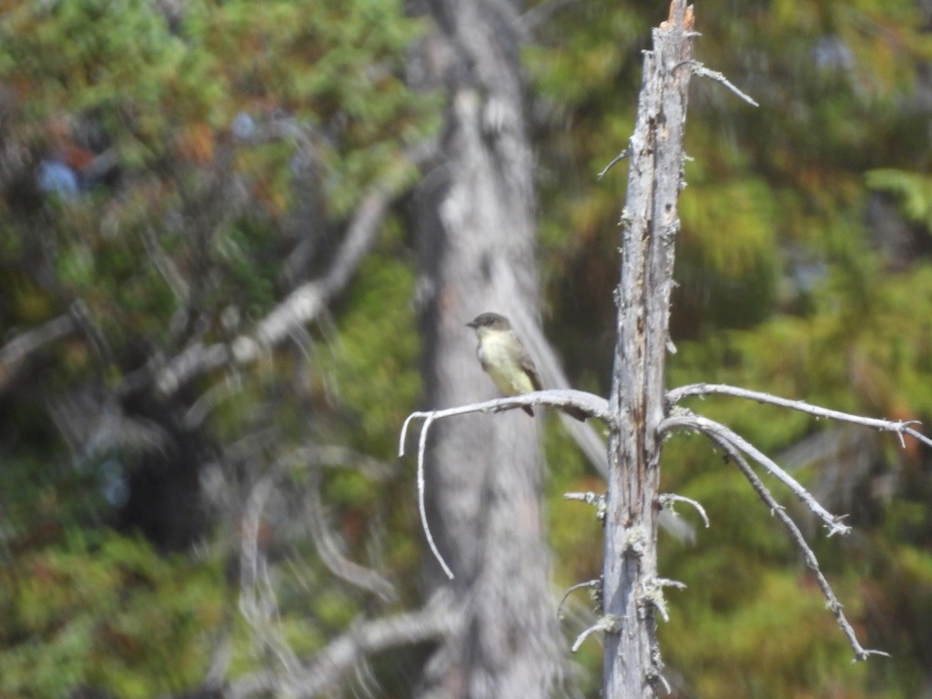 Eastern Phoebe - ML647723723