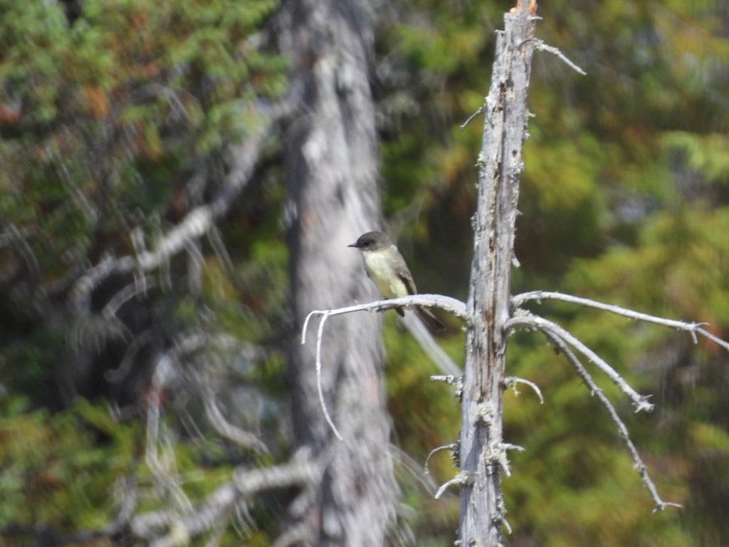 Eastern Phoebe - ML647723743