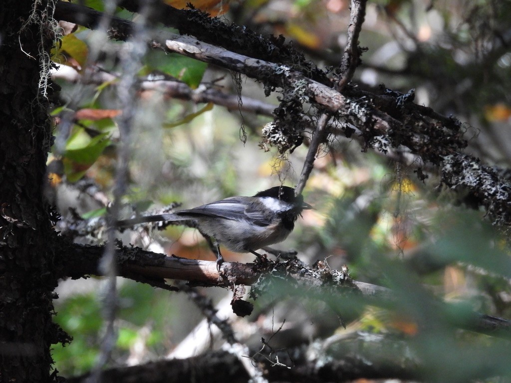 Black-capped Chickadee - ML647723765