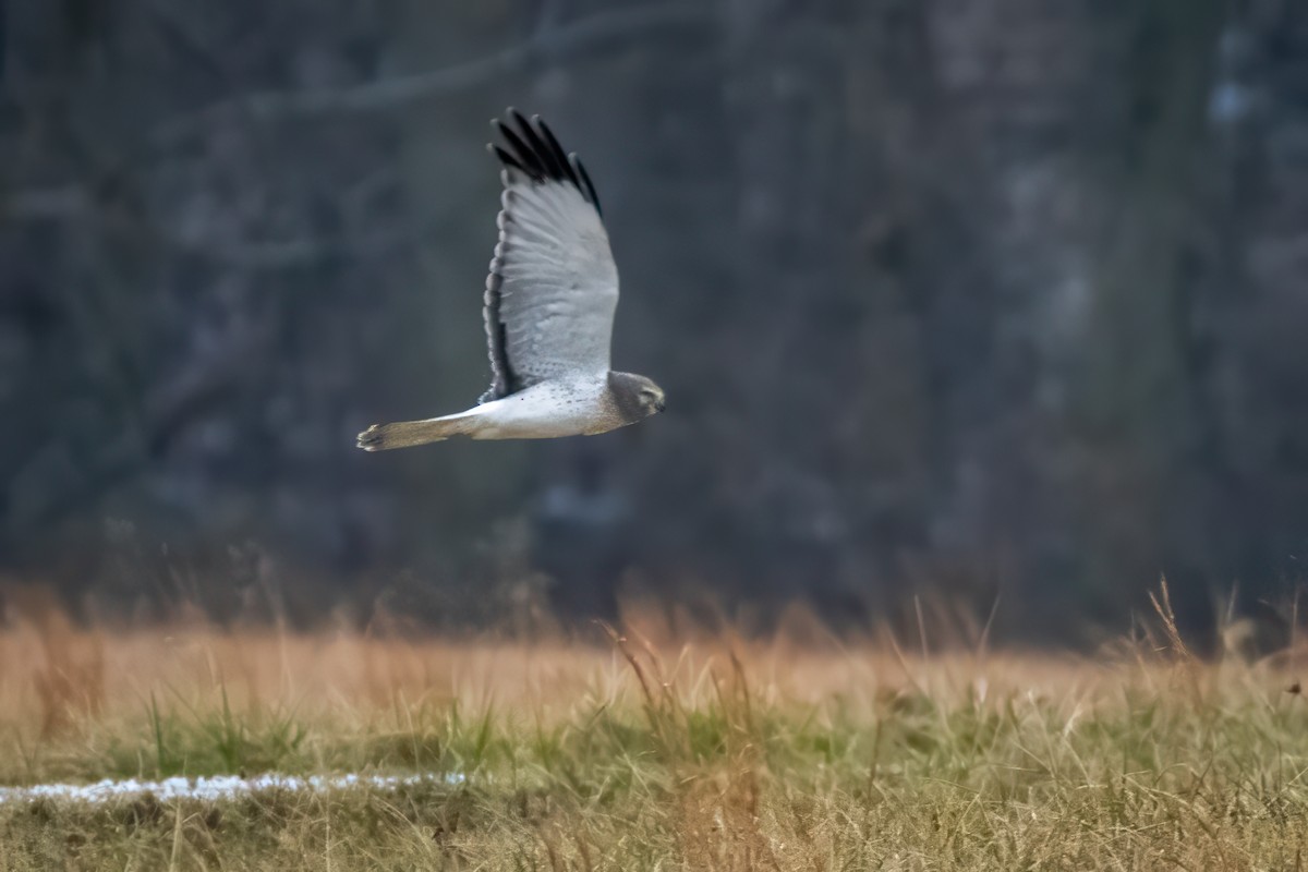 moták severoamerický - ML647723779