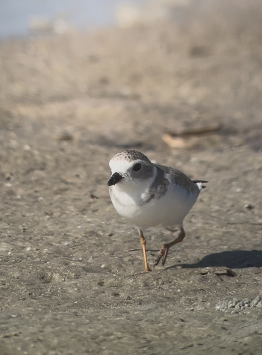Piping Plover - ML647723788