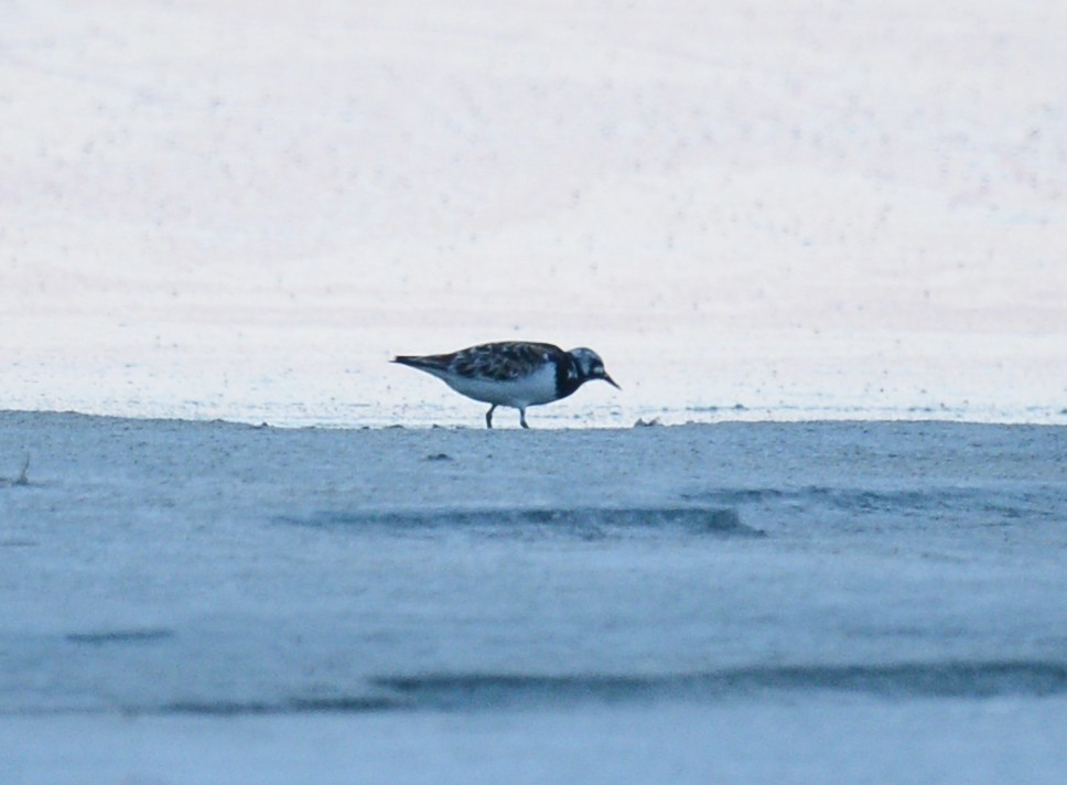 Ruddy Turnstone - ML64772381