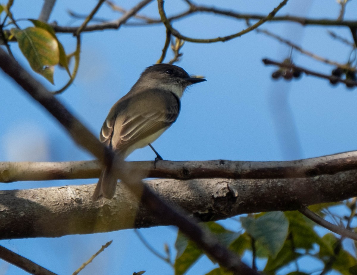 Eastern Phoebe - ML647723841