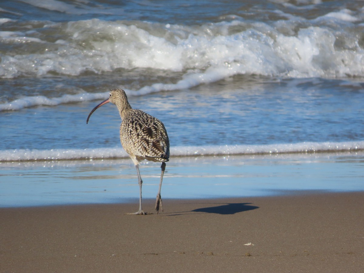 Кульон американський - ML647723846