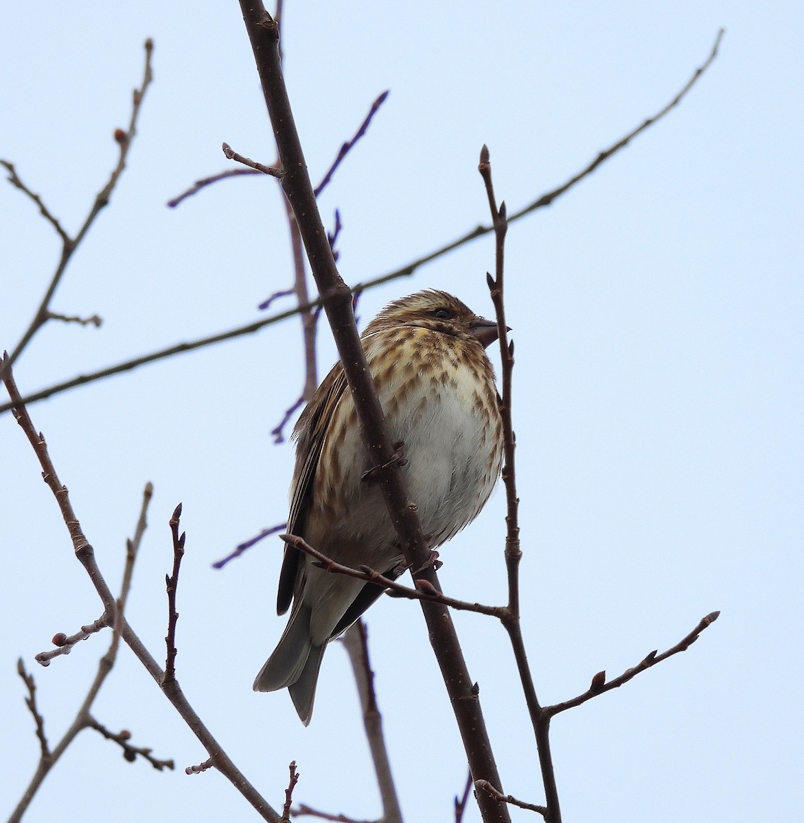 Purple Finch - ML647723853