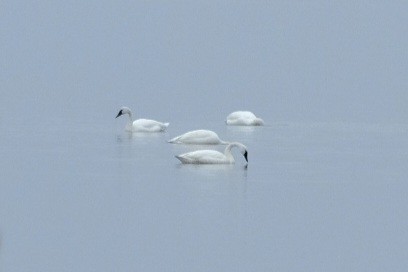 Tundra Swan - ML647723854