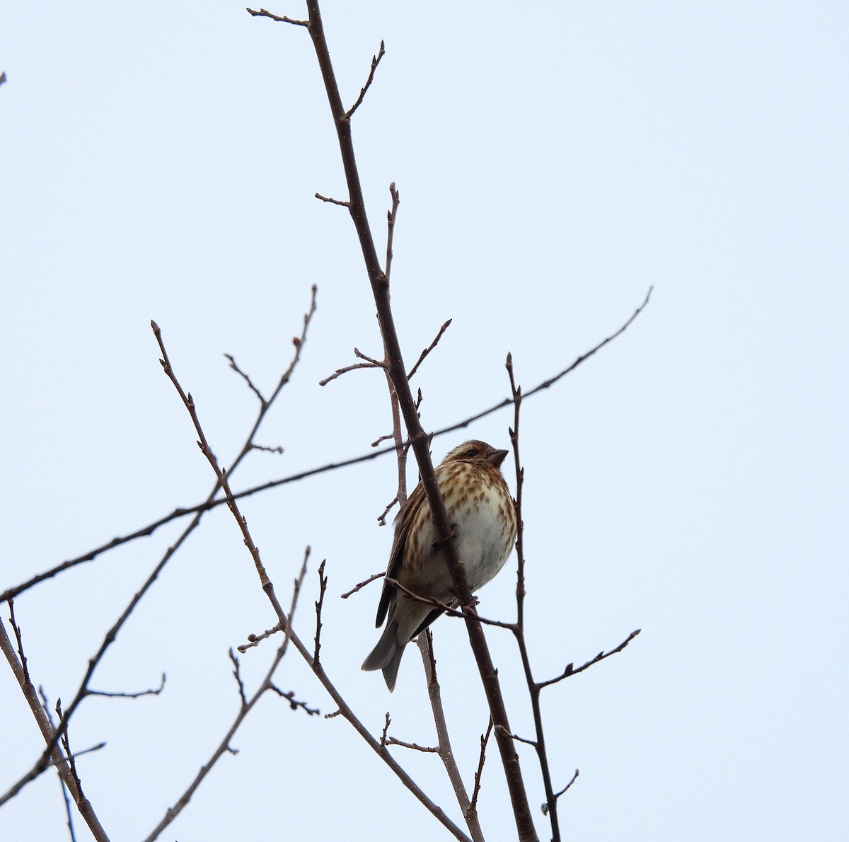 Purple Finch - ML647723864