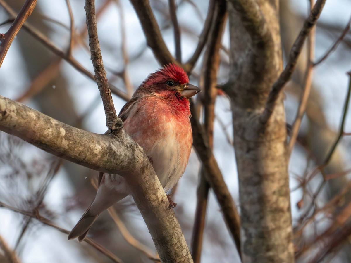Purple Finch - ML647723869