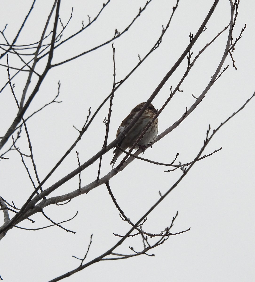 Purple Finch - ML647723871