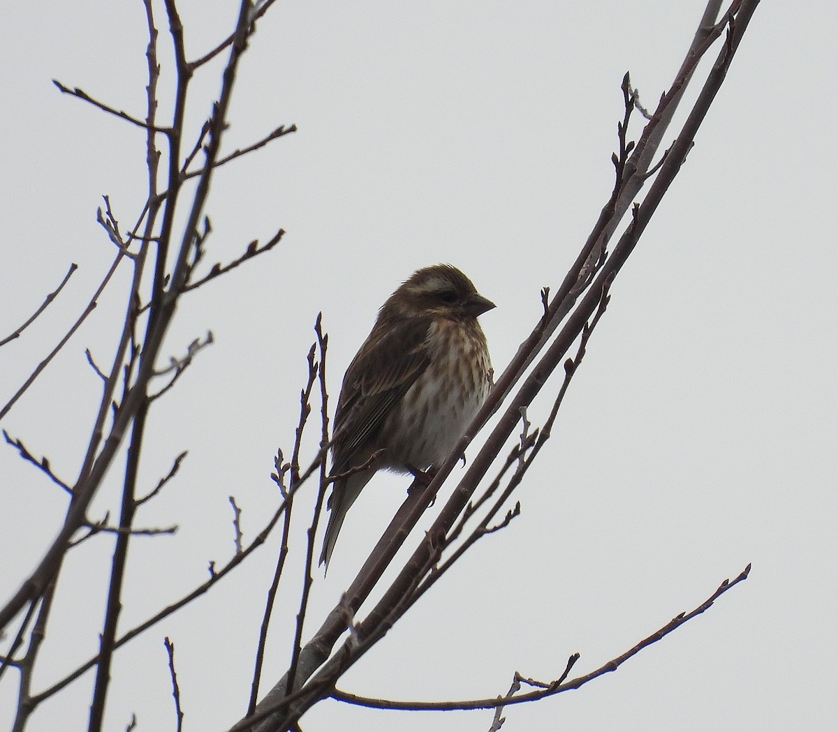 Purple Finch - ML647723873