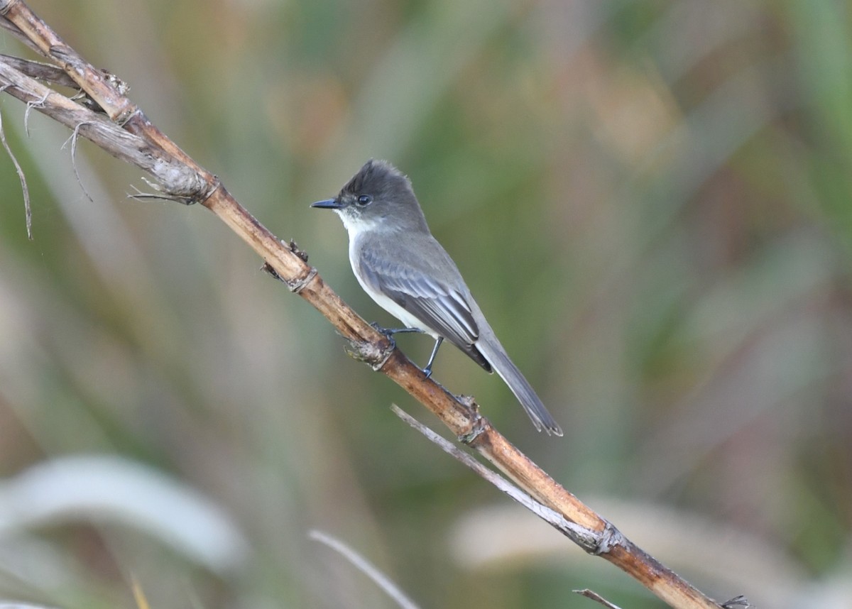 Eastern Phoebe - ML647723889