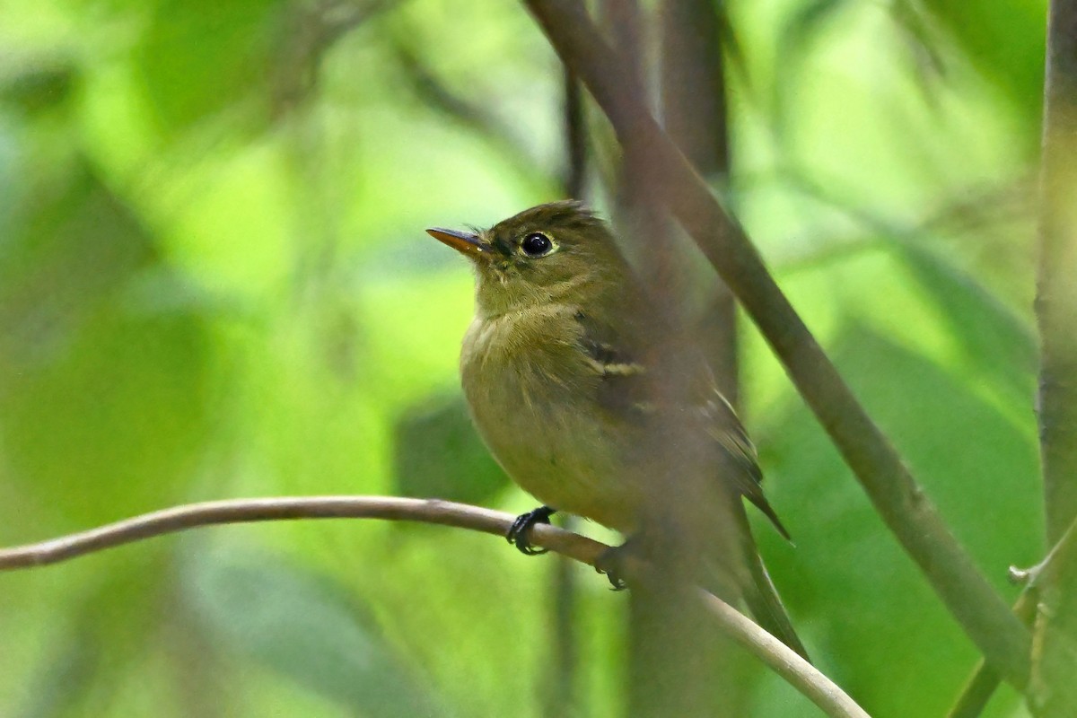 Желтобрюхий мухолов - ML647723899