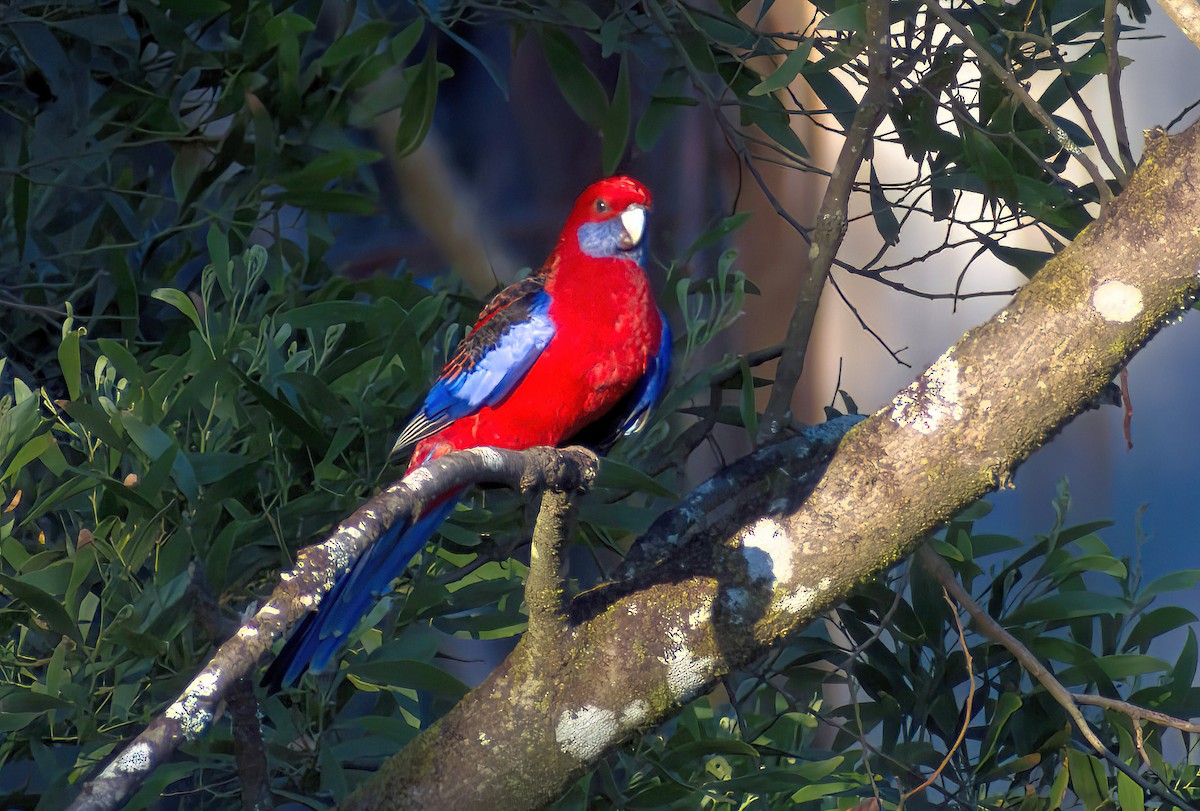 Crimson Rosella - ML647723906