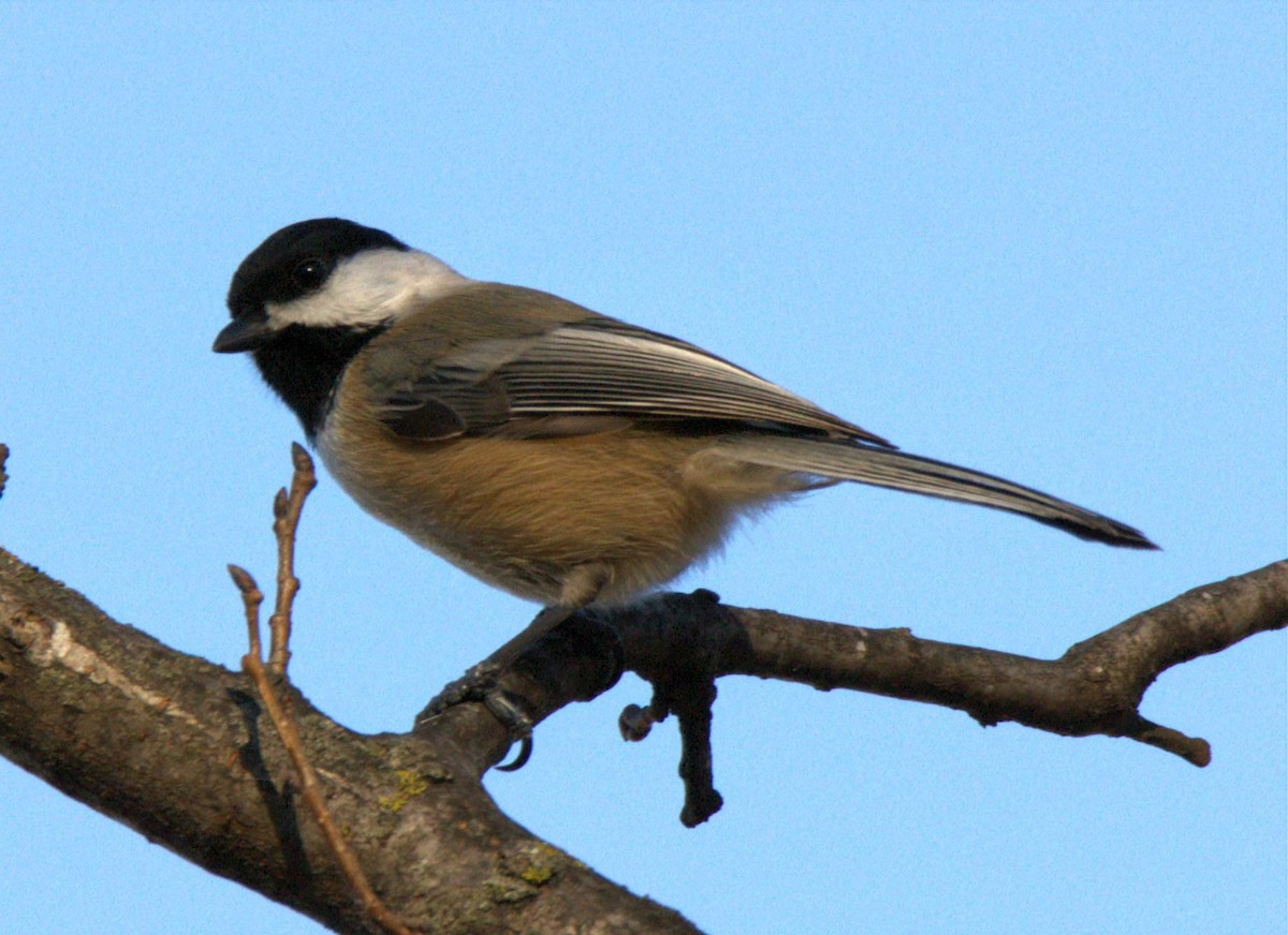 Black-capped Chickadee - ML647723948