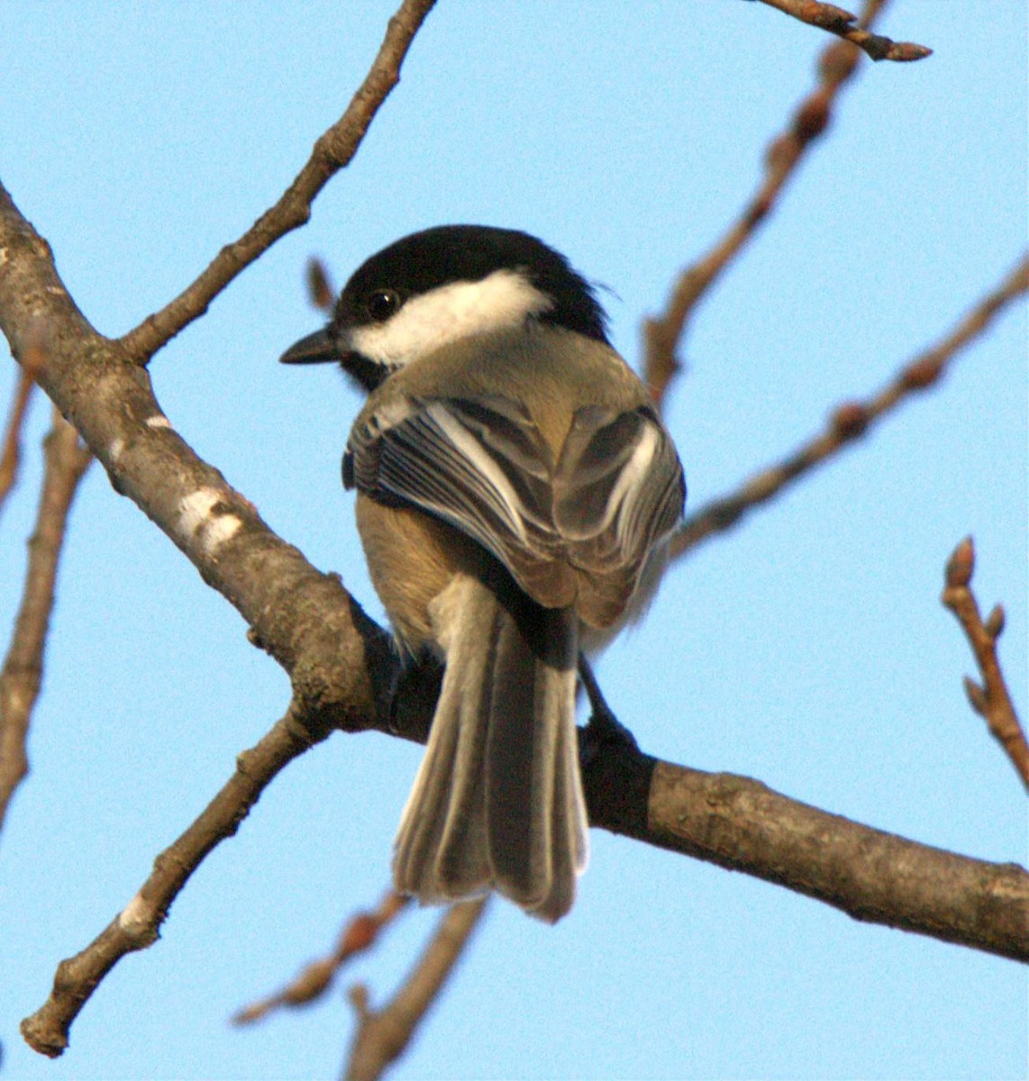 Black-capped Chickadee - ML647723949