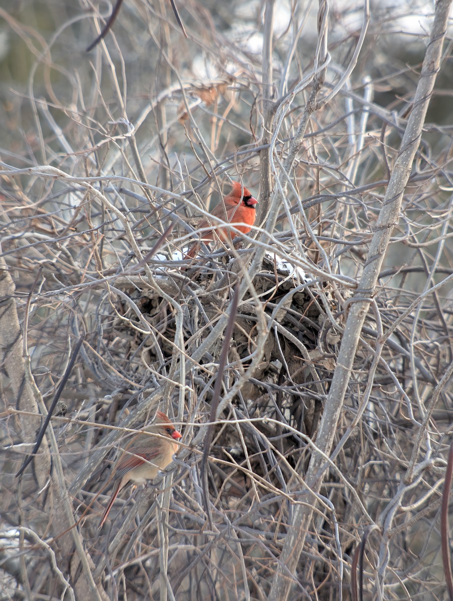 Northern Cardinal - ML647723959