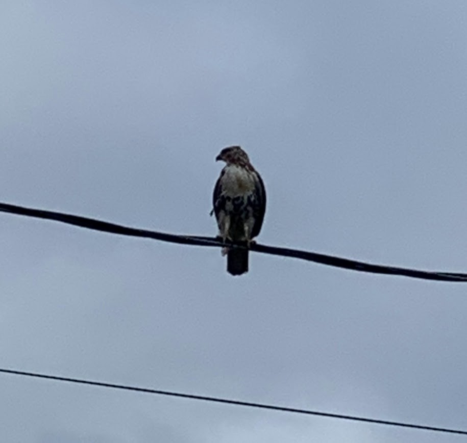 Purple Martin - ML647723985