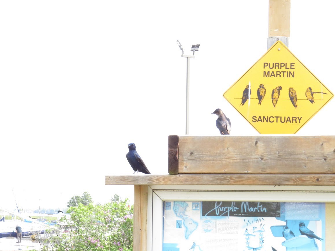 Purple Martin - ML647723986