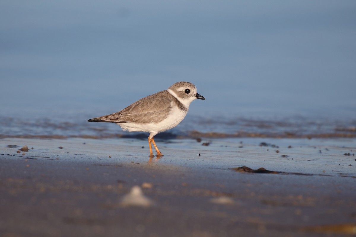 Piping Plover - ML647724012