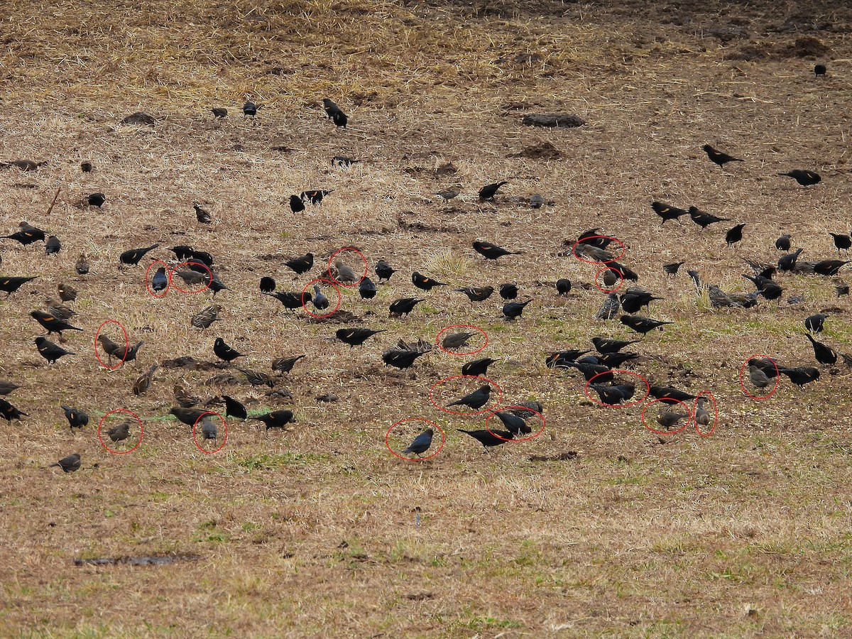 Braunkopf-Kuhstärling - ML647724015