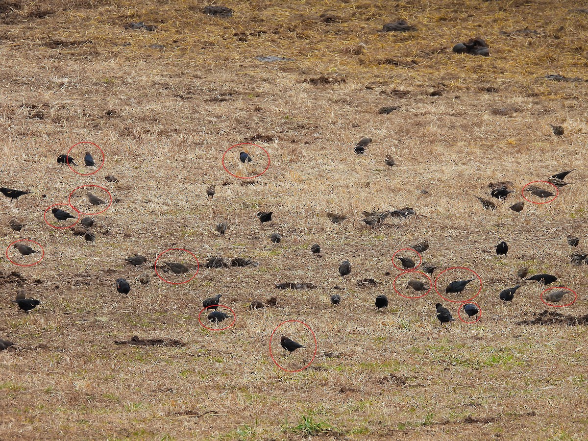 Braunkopf-Kuhstärling - ML647724016