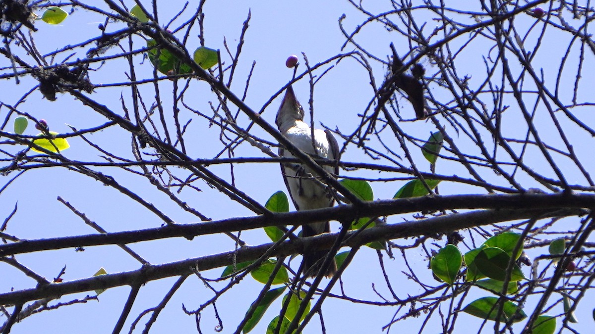 Tyran tritri - ML647724017