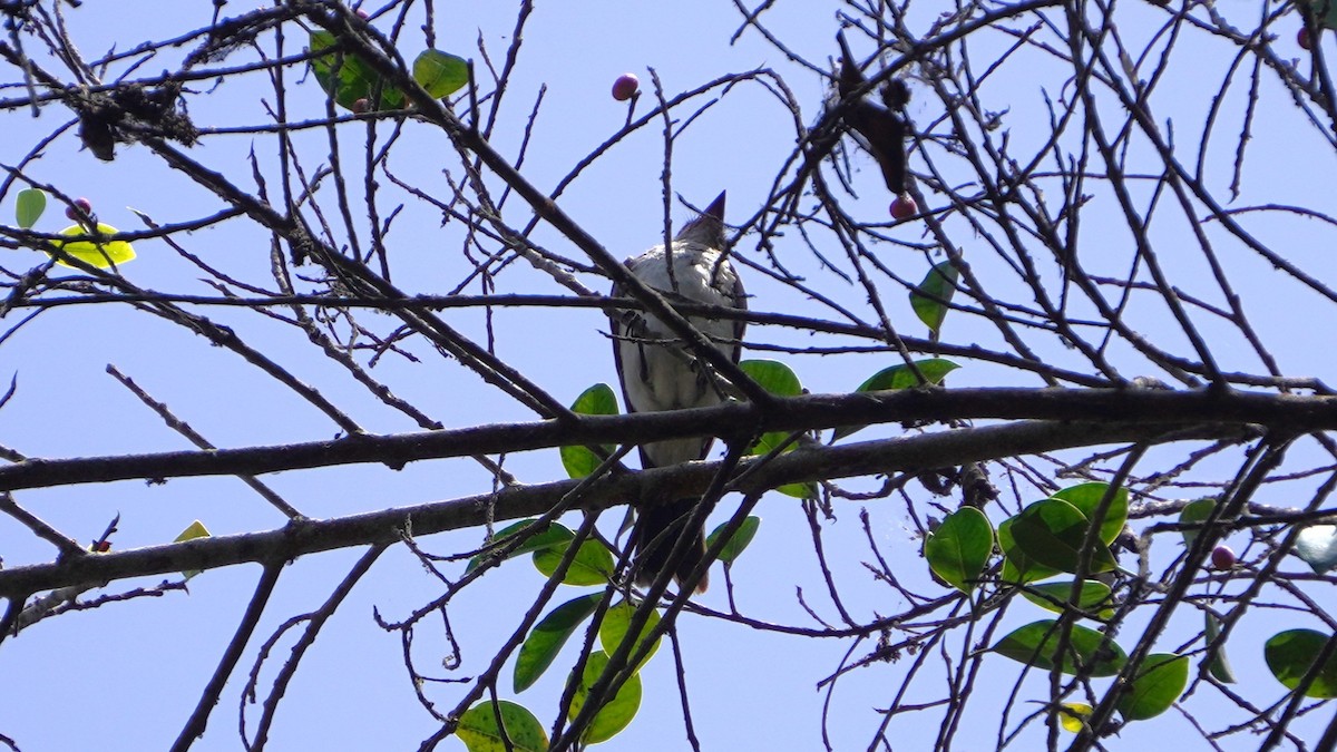 Tyran tritri - ML647724018