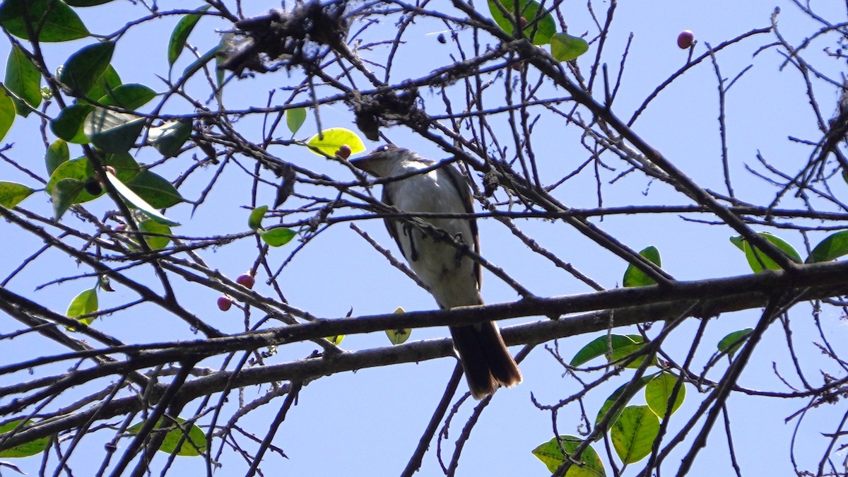 Tyran tritri - ML647724019