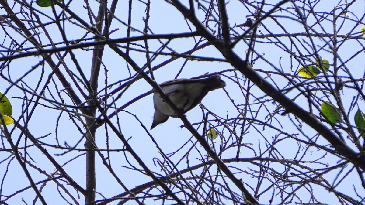 Tyran tritri - ML647724020