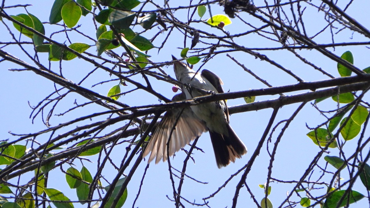 Tyran tritri - ML647724034