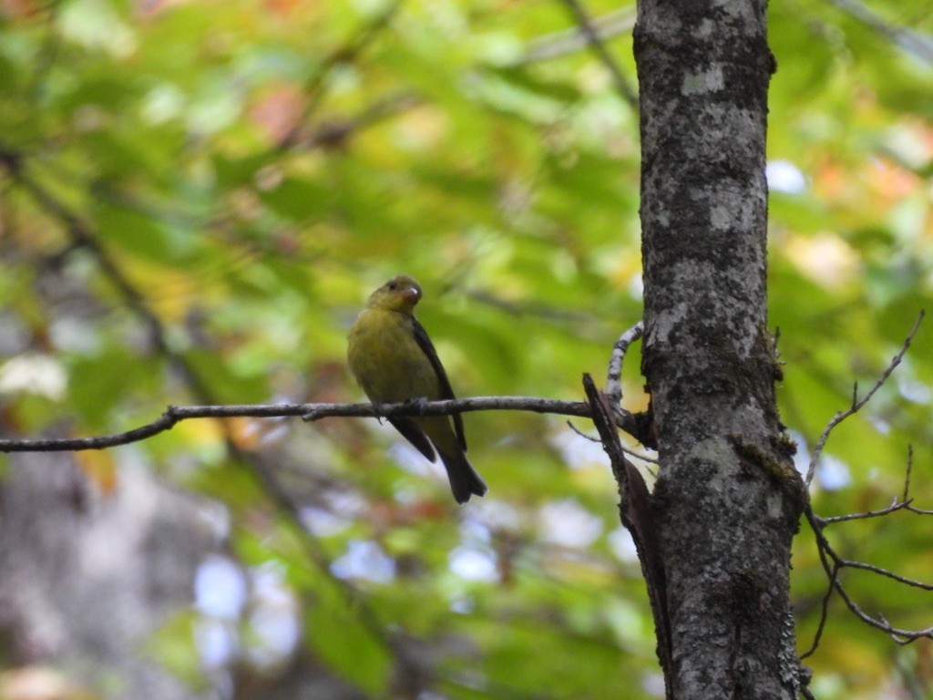 Scarlet Tanager - ML647724039