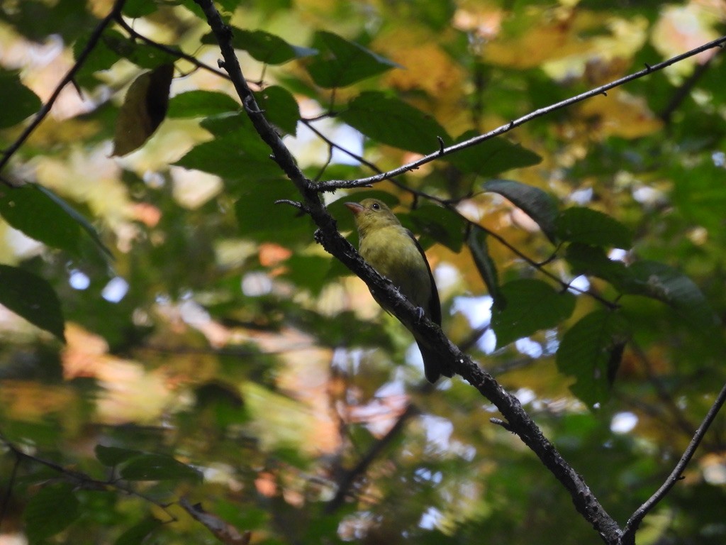 Scarlet Tanager - ML647724040