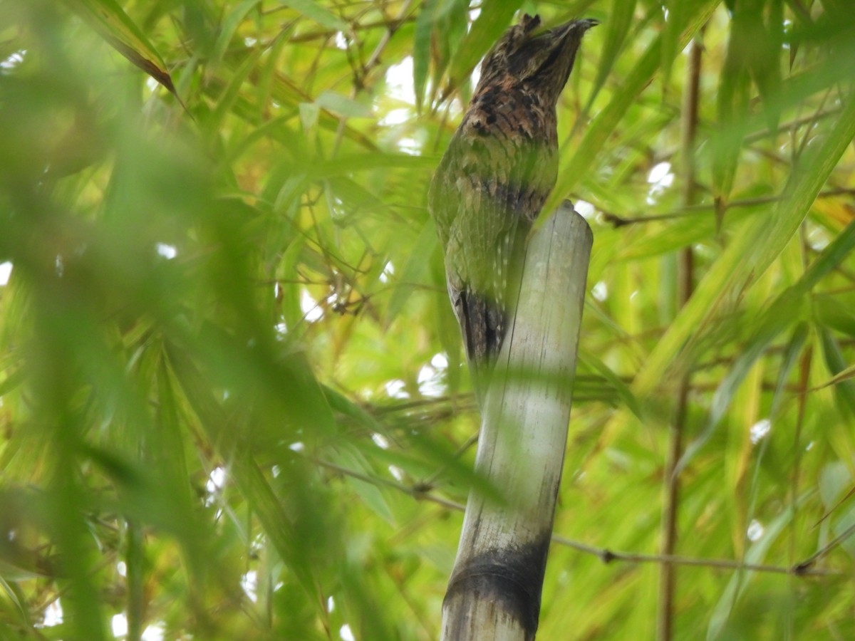 Nictibio Urutaú - ML647724049