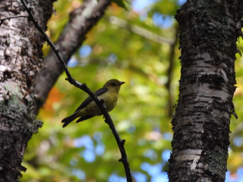 Scarlet Tanager - ML647724052