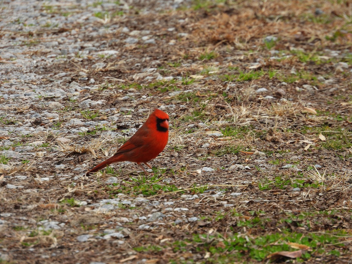 Cardenal Norteño - ML647724055