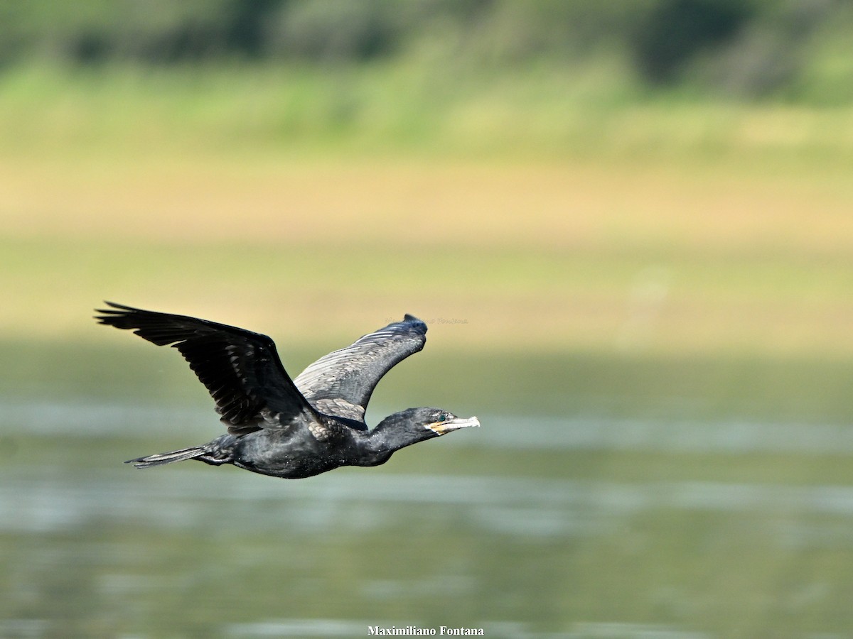 Cormorán Biguá - ML647724056