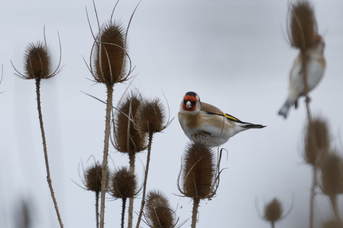 Jilguero Europeo - ML647724057