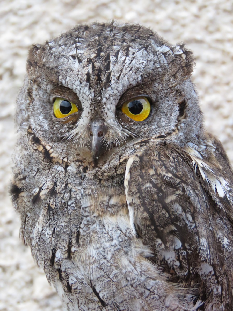 Autillo Europeo - ML647724058