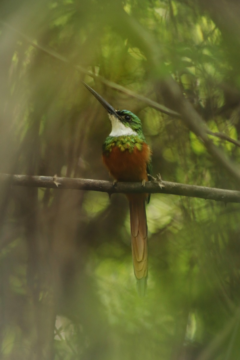 Jacamará Colirrufo - ML647724059