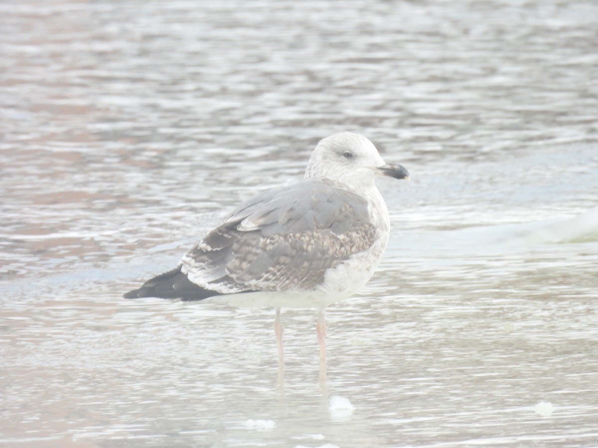 Gaviota Sombría - ML647724061