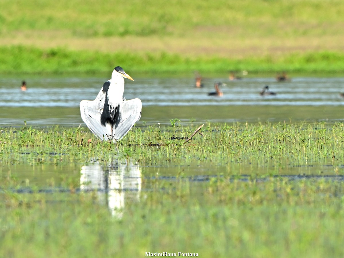 Garza Cuca - ML647724063