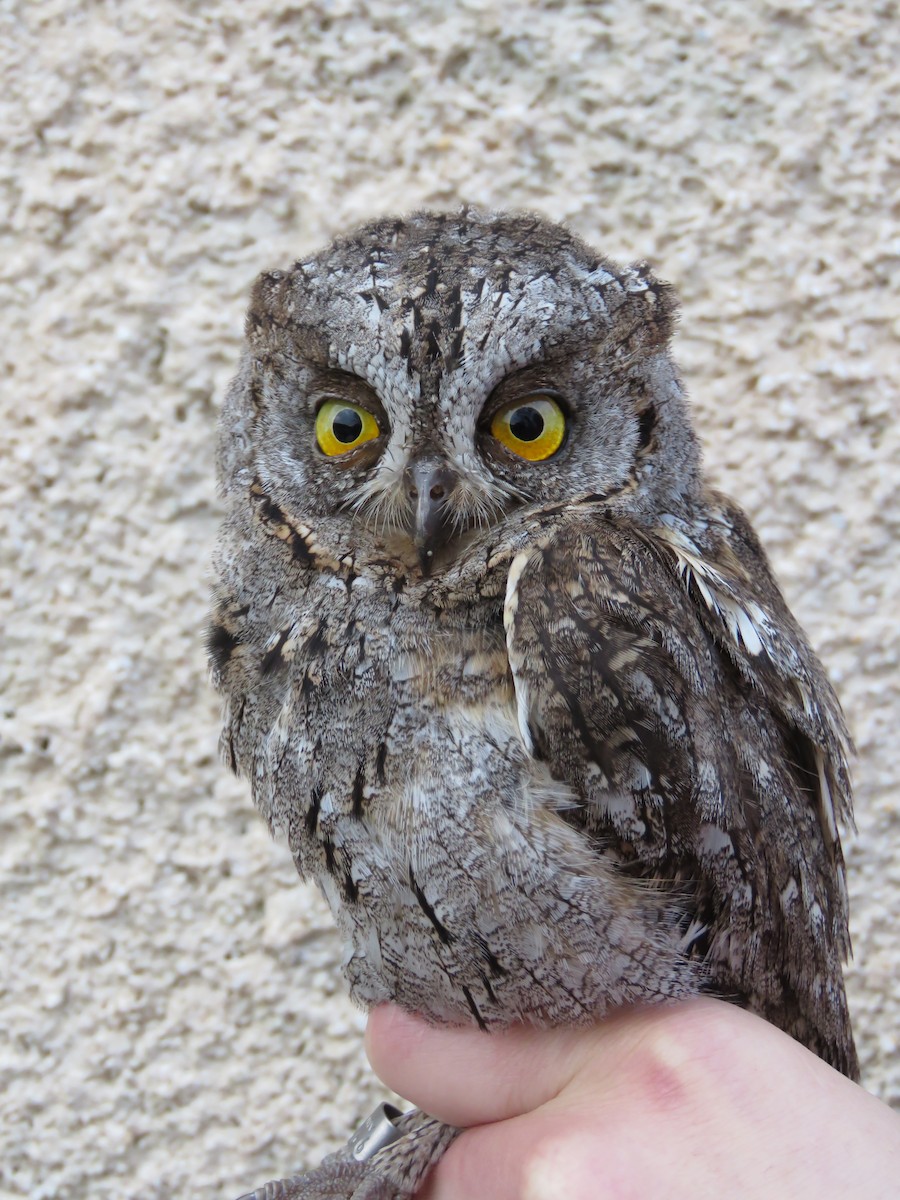 Autillo Europeo - ML647724064