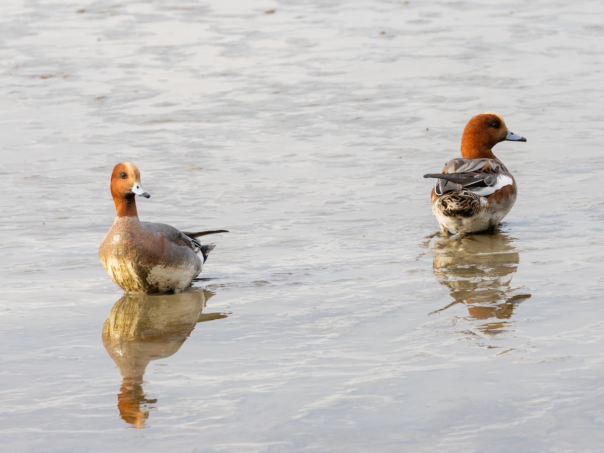 Silbón Europeo - ML647724065