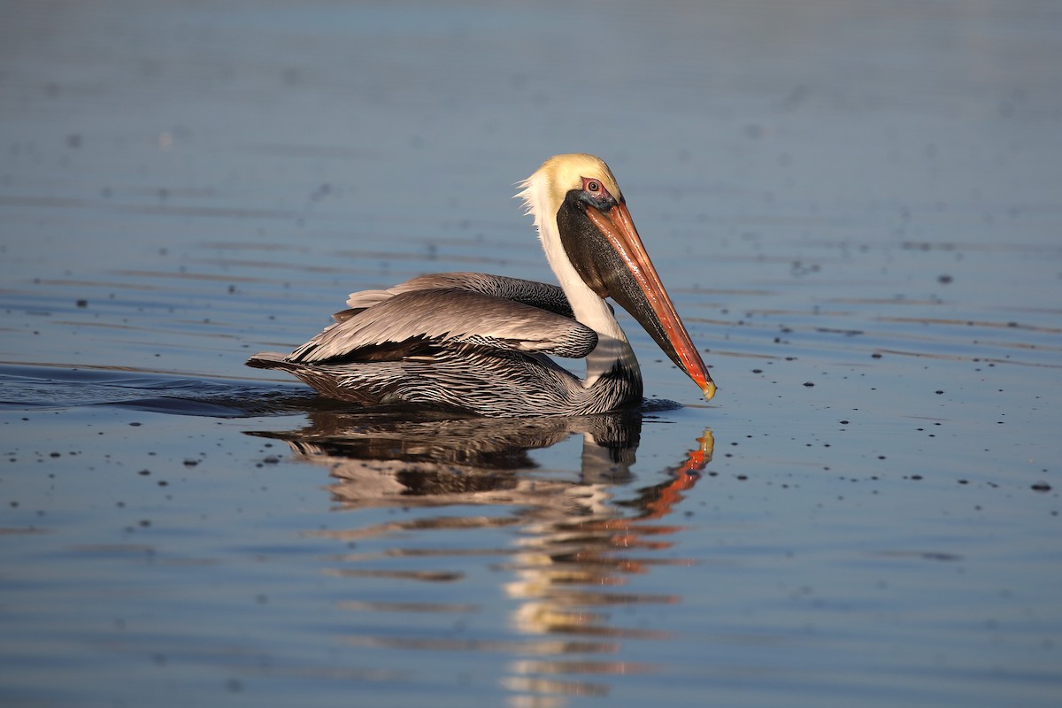 Pelícano Pardo - ML647724066